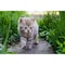 Gardenised Garden Spike Indoor and Outdoor Mat Prickle Strip Digging Stopper QI003860 - alternate 3